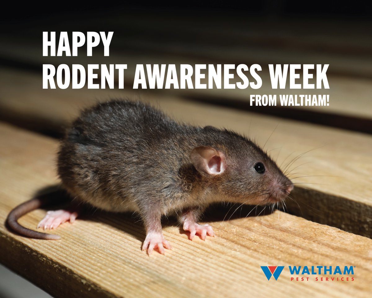 walthamservices's tweet image. #RodentAwarenessWeek: Sometimes the best way to stay ahead of pests is to keep an eye on them from afar. Waltham&apos;s unique pest remote monitoring program frees up time and helps improve the efficiency of your pest control technician. Learn from the pros: bit.ly/3VXQi4m