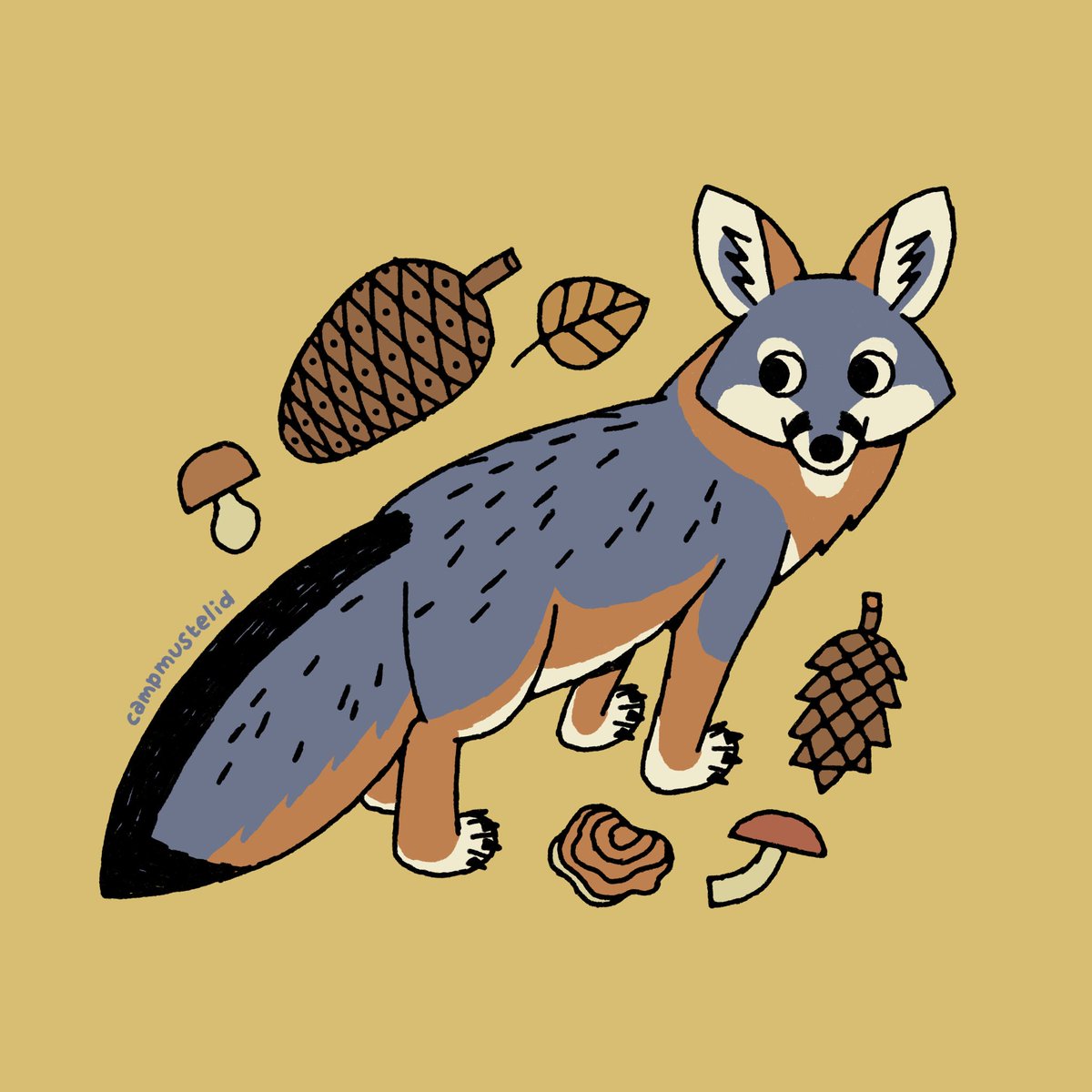 little gray fox