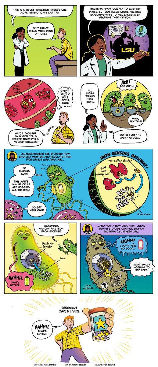 LSU's tweet image. What happens when LSU researchers in biology and chemistry tackle the problem of antibiotic resistance? They find innovative new ways, and iron homeostasis pathways, that may serve as the foundation of a future class of drugs! Learn more with our first ever Research Comic! 🦠…