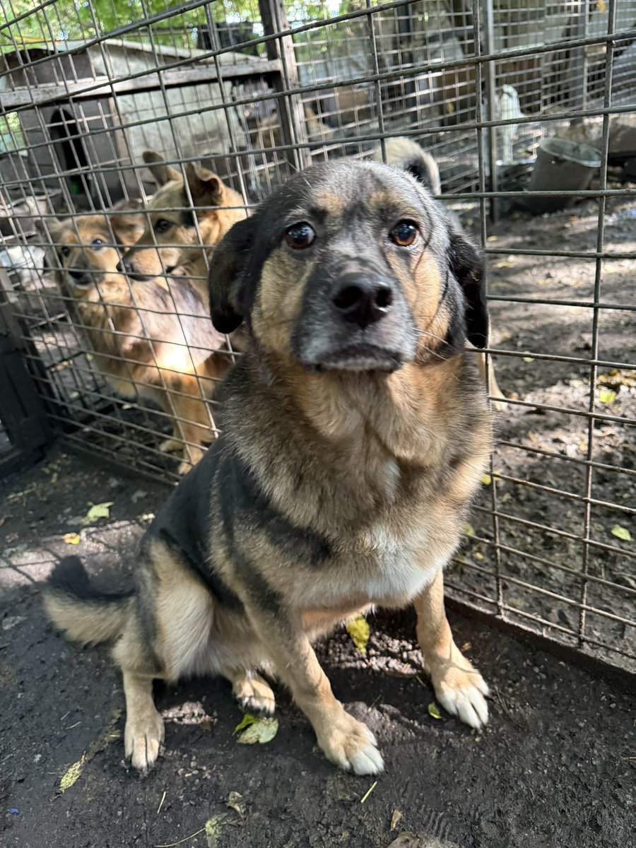 друзі, скиньте для собачок по 50 чи по 100 гривень.

зробіть, будь ласка, поширення.

банка:

send.monobank.ua/jar/41FCacvZ15

PayPal:

vsheredega@gmail.com