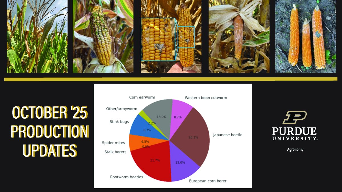 TheKernelLab's tweet image. 🚨 New week, new insights!
This week’s Issue 25 features an industry collaboration with BRANDT® on in-furrow nutrition, plus updates on cover crops for weed control, crop modeling, and early gains in Indiana corn basis.
🔗 bit.ly/Issue25Corn
@PurdueAgryExt @PurdueAg