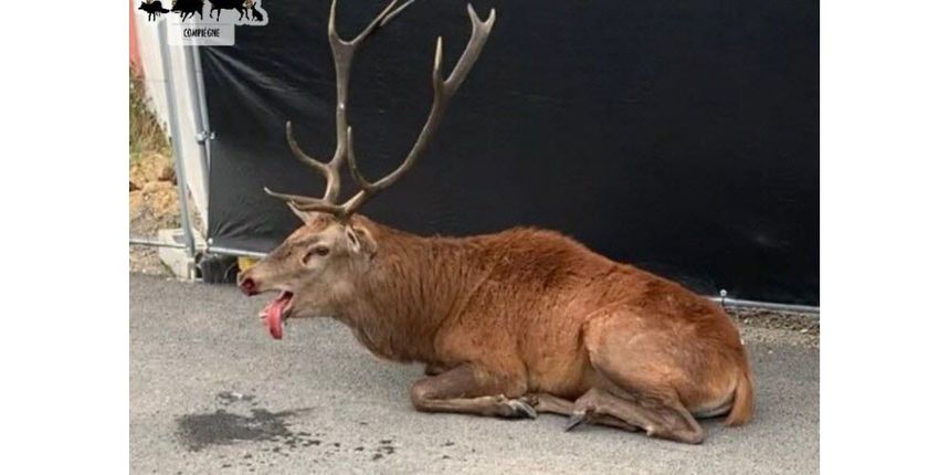 « J'ai les images des 80 cerfs qui ont été sauvés grace à nous en tête. Je me souviens parfaitement d'eux ! » <a href="/AVA__France/">AVA France</a>

⬇️ Tout l'article ici ⬇️
actu.fr/hauts-de-franc…