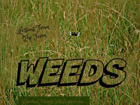 RosevineCottage's tweet image. Lessons From The Farm | Weeds rosevinecottagegirls.com/lessons-from-t… via @@RosevineCottage #farmlife #farmwisdom #biblethoughts #parables