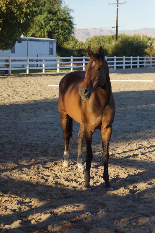 GloriousAllianc's tweet image. We dream of the day when all Thoroughbred race horses have their forever human to love them and their forever pasture they can call home. Horse by horse. Day by day. We can make it happen. Timing matters. Following them after racing careers are over matters. Photo by
@EDDives…