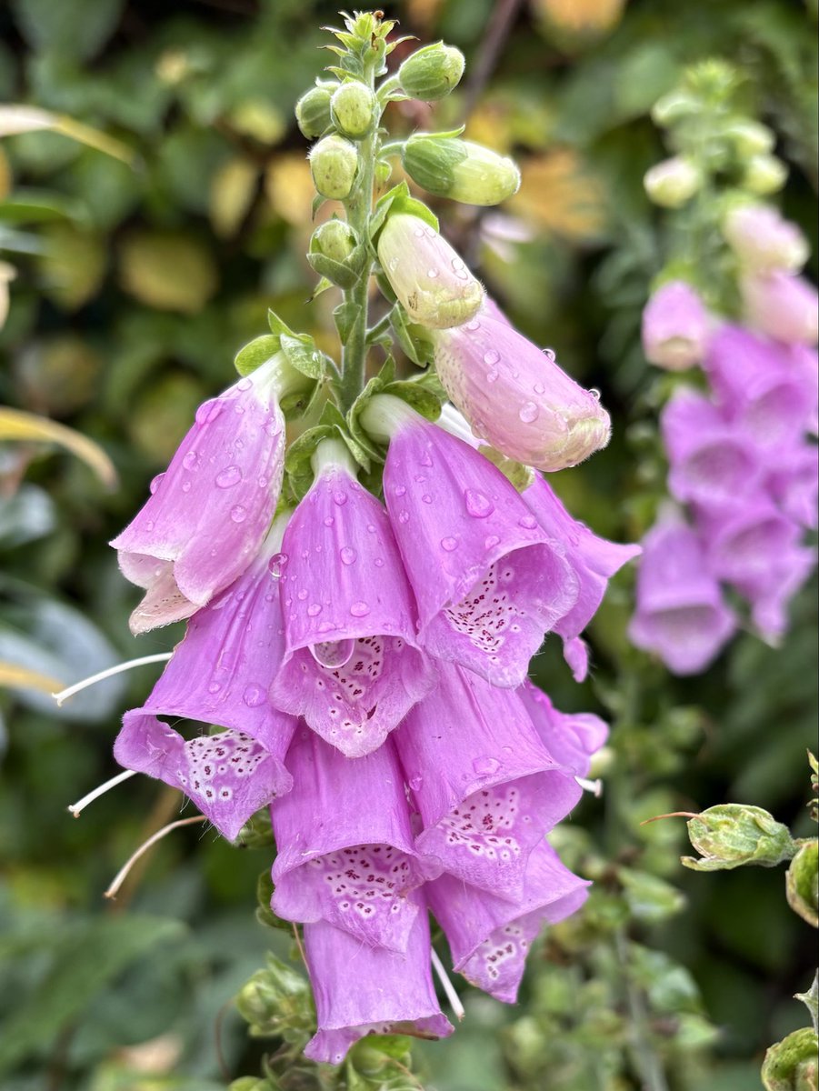 JALogue29's tweet image. This #Foxglove is a little confused!