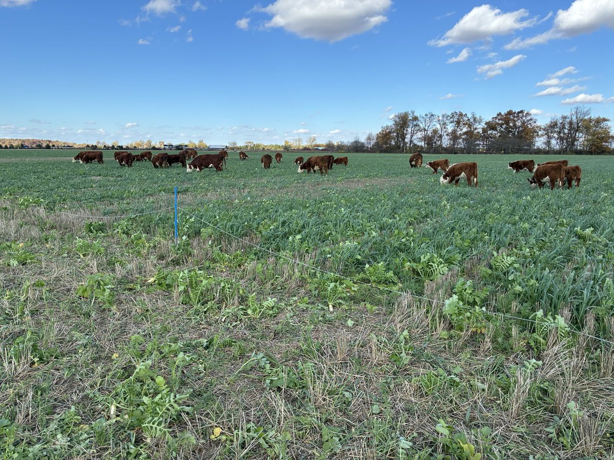 These cows and calves are enjoying this cover crop potpourri. Just another stunning October afternoon in Deep S.W. Ontario Canada