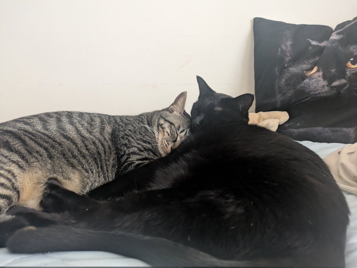 大変眠いので可愛い可愛いうちの猫を拝みましょう
あーあと6時間かぁ……笑