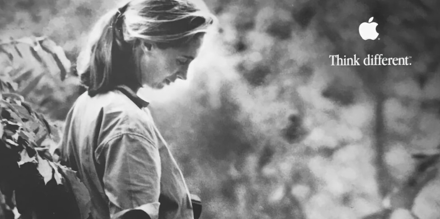Juanky7274's tweet photo. 🌟 ¡Emotivo tributo de Apple! Jane Goodall, la voz de la nueva campaña de Mac que celebra la creatividad y "Grandes ideas nacen en un Mac", rememora su icónica colaboración en "Piensa Diferente". Un legado eterno de innovación y pasión por el mundo. 💡🐒 #Apple #JaneGoodall https://t.co/b7o4t7pB5R