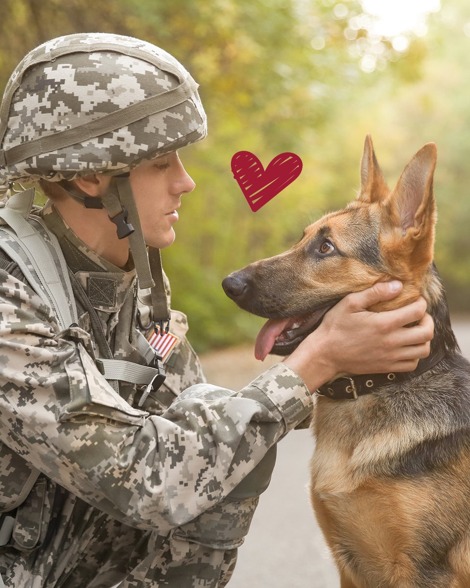 CadetPet's tweet image. Let&apos;s give a special thank you to the veterans who served and the dogs who provide them comfort every day. 🐕  #NationalPetsForVeteransDay

#CadetPet #dogsofx #petsforveterans #servicedog #doglove #emotionalsupportdog