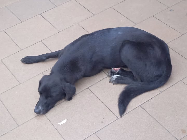 Me podría ayudar a difundir un perrito que vi en Caracas, Caricuao en la Estación de las Adjuntas... se ve que está malo de esa patita y no sé quién pueda prestarle ayuda de verdad no me gustaría dejarlo así pero no tengo nada para darle ni para ponerle...