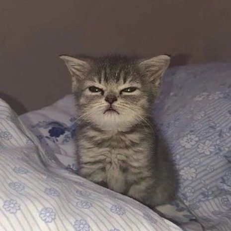 Urantia Kitty 😺 tweet media