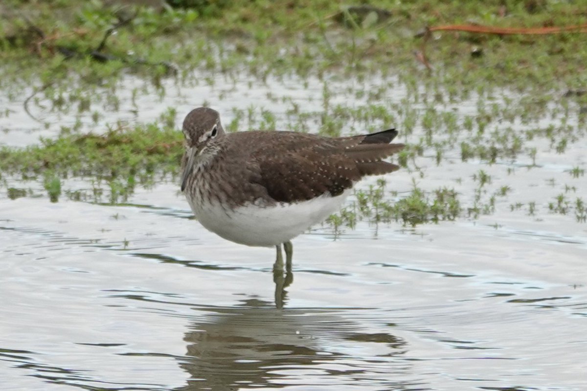 Steve Rosser tweet media