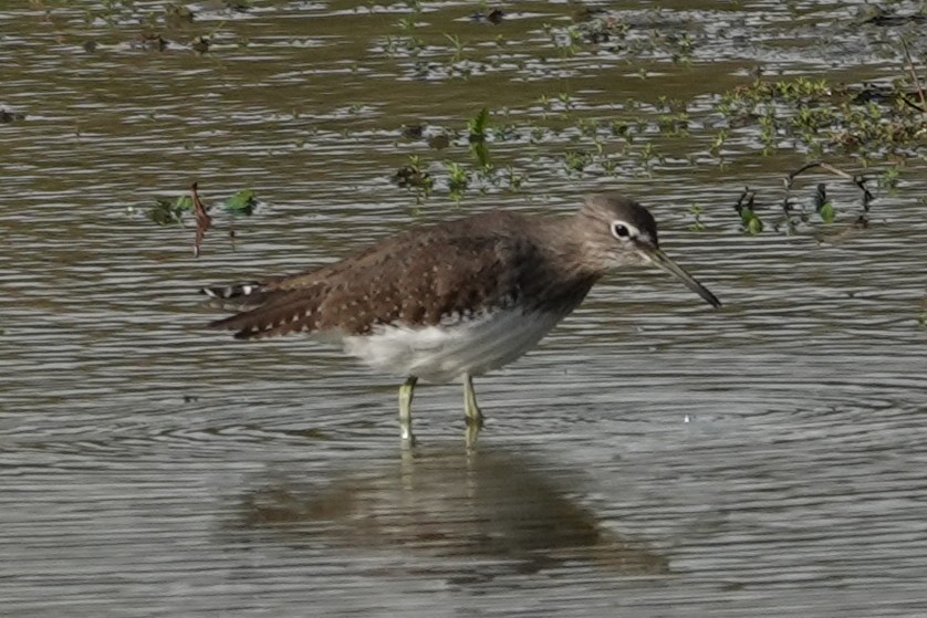 Steve Rosser tweet media