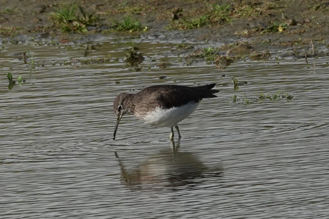 Steve Rosser tweet media