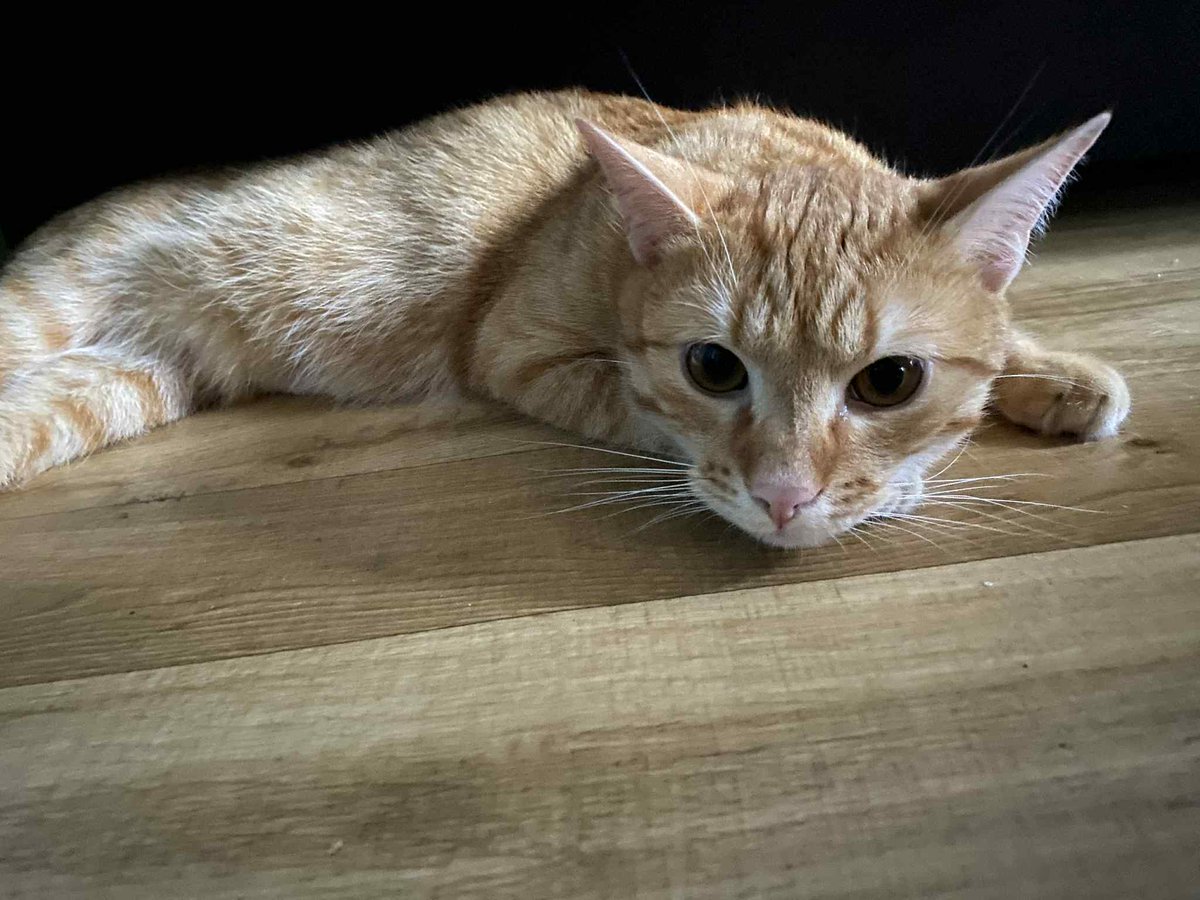 Zawiodłam… 💔 

Bryś – maleńki kotek z FIP – umiera, bo brakuje pieniędzy na leczenie. Obiecałam pomóc i zapomniałam 😭 Czuję się potwornie. Ale jeszcze można go uratować! 🙏 Proszę, pomóżcie mu przeżyć ❤️

pomagam.pl/ratujmybrysia