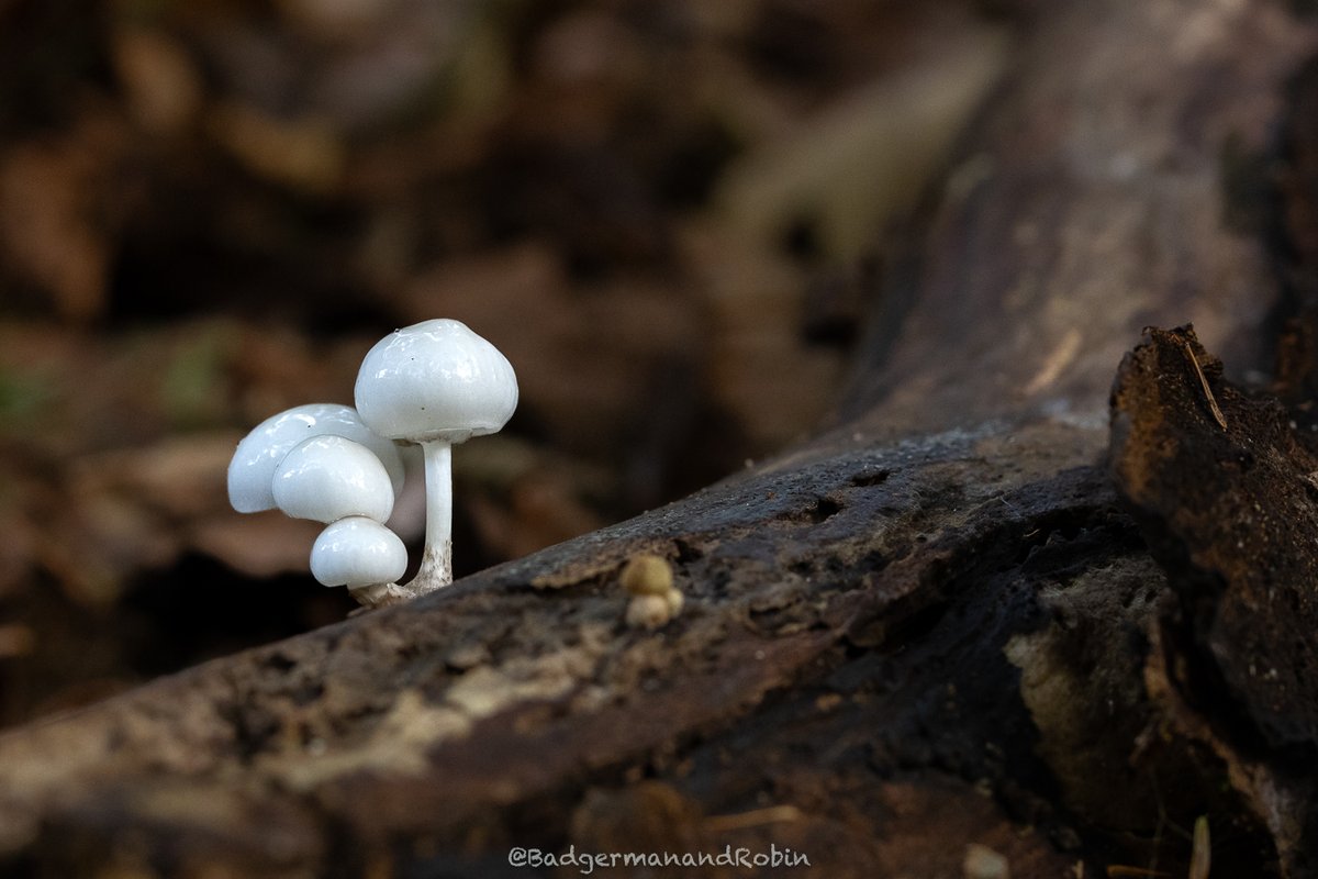 loveday_p's tweet image. Tiny Porcelain mushrooms (Oudemansiella mucida) @BBCSpringwatch #bbcnatureweek #mushroomhunting #mushroomphotography #mushroomlove #mushroomlover #fungi #fungiphotography #fungilove #fungiphotography #autumn #autumnvibes🍁 #inthewoods
