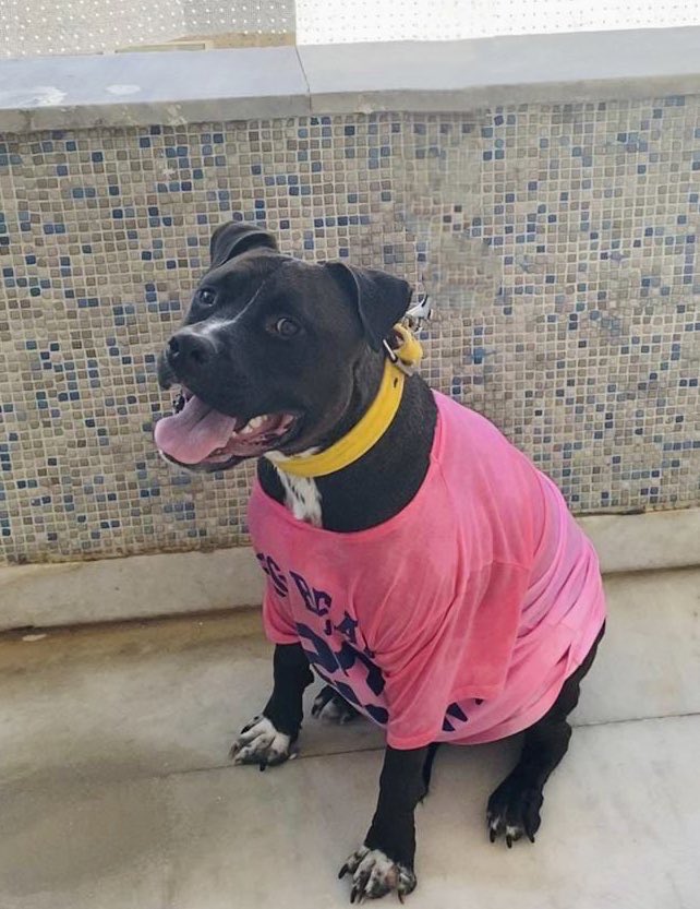 İnanılır gibi değil ama hala onu o balkondan kurtaracak bi aile bulamadık. Lütfen paylaşır mısınız İSTANBUL