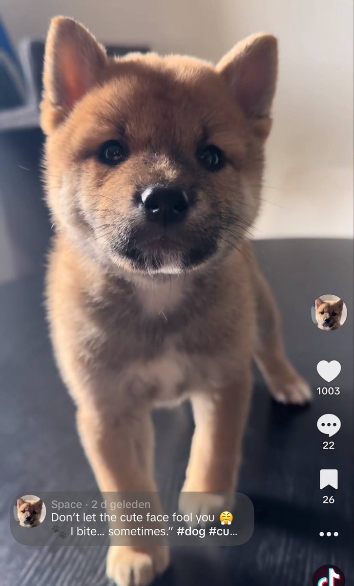 4realspace's tweet image. Our second video just passed 1,000 likes! 🐾❤️
Thank you all for the love and support
We’re growing faster every day. 🚀
linktr.ee/Spacethepup
