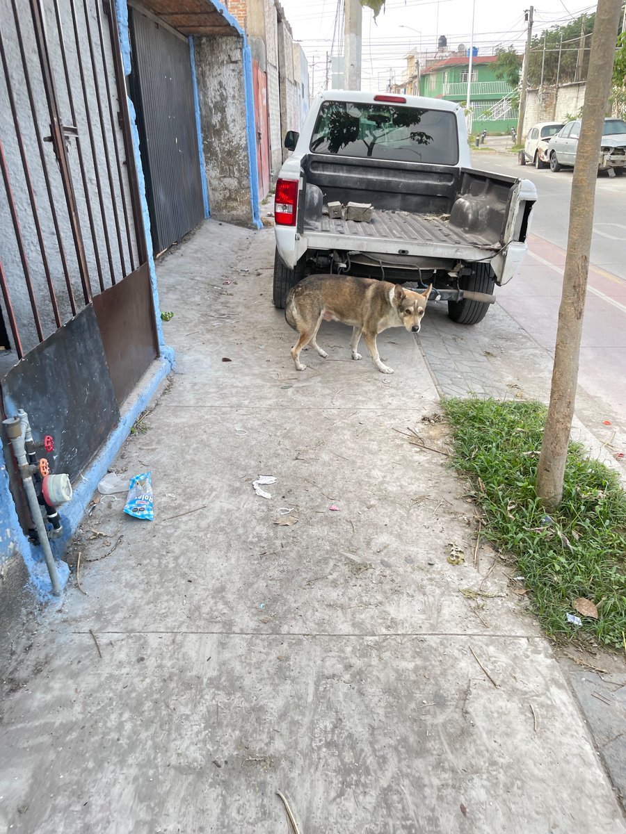 IvoryEtoo's tweet image. Autos estacionados en #ciclobia #Banqueta  en  calle . HIDALGO a su cruce con calle JALISCO , col. El Mante,  Zapopan, Jalisco.
@PoderAG_Zap
@MovilidadZap
@JaliscoVial
@ZapopanDen
@Trafico_ZMG
@Linea_Zapopan
@ZapopanGob
@MovilidadZap