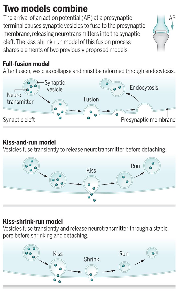 ScienceMagazine's tweet image. Neurons transmit signals through synaptic vesicle release, but the nanoscale dynamics of this process have been unclear.
In a new Science study, researchers report using time-resolved cryo–electron tomography to visualize synaptic vesicle dynamics in situ and propose a unified…