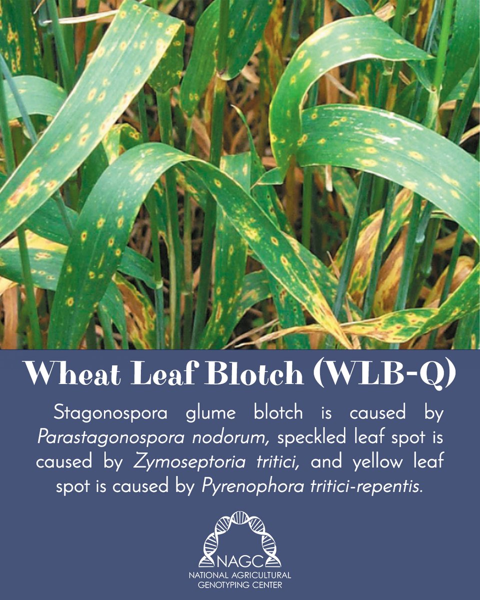 TOTMT: WLB-Q is capable of identifying, differentiating, and quantifying three wheat diseases that reduce test weight and yield: stagonospora glume blotch, speckled leaf spot, and yellow leaf spot.  #NAGCLab #WeHaveAtestForThat #Wheat #LeafSpot