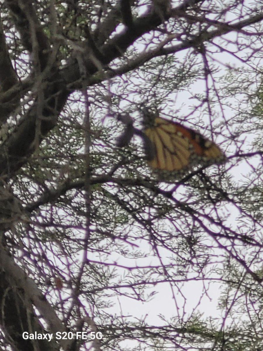 🦋 ¡LA MONARCA HA LLEGADO A MÉXICO!

Los primeros avistamientos se han registrado en #Guerrero, Coahuila, marcando el inicio de su migración anual por territorio mexicano, muy cerca de cruzar el territorio tamaulipeco. ✨

El invierno se acerca… 🥶
#WinterIsComing

📸 Rogelio