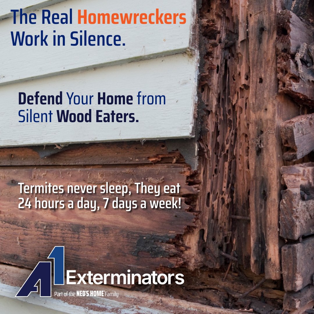 A1Exterminators's tweet image. 🍁 Fall Is for Feasting — and Termites Agree! As temps drop, termites burrow into wood, feasting unseen. 🪵 Don’t let your home be their buffet — call A1 at (855) 601-0691 today!
#A1Exterminators #PestControl #TermiteControl #FallPests bit.ly/4ne7UDG