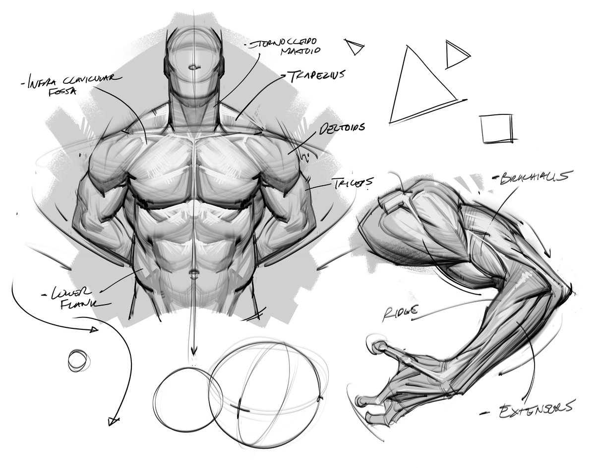 saqomolo's tweet image. Anatomy sketches! #anatomy #humananatomy #drawing #shading #doodles #arms #core #abs #chest #gottogetbetter #lineart #figuredrawing #gesturedrawing