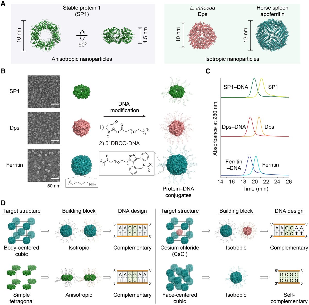 New from the Mirkin Lab in JACS: “Inverse design of DNA-programmable protein colloidal crystals.” 

DNA hybridization guides proteins into programmable crystalline lattices with tunable structure and size.

Read: pubs.acs.org/doi/10.1021/ja…