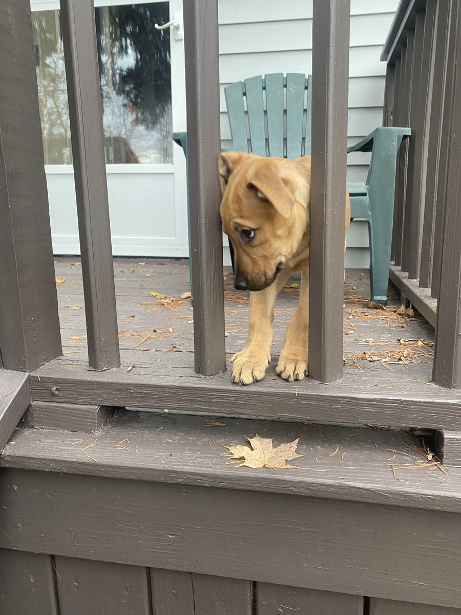 ₊˚✧𑁍.ೃ࿔Drey Anastasio 𓆉𝄞⨾𓍢ִ໋: tweet media