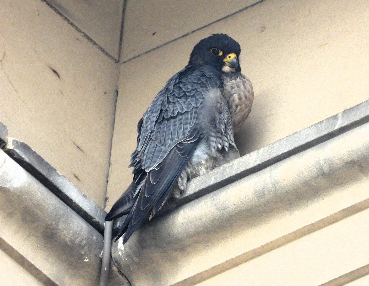 John Cooper tweet media