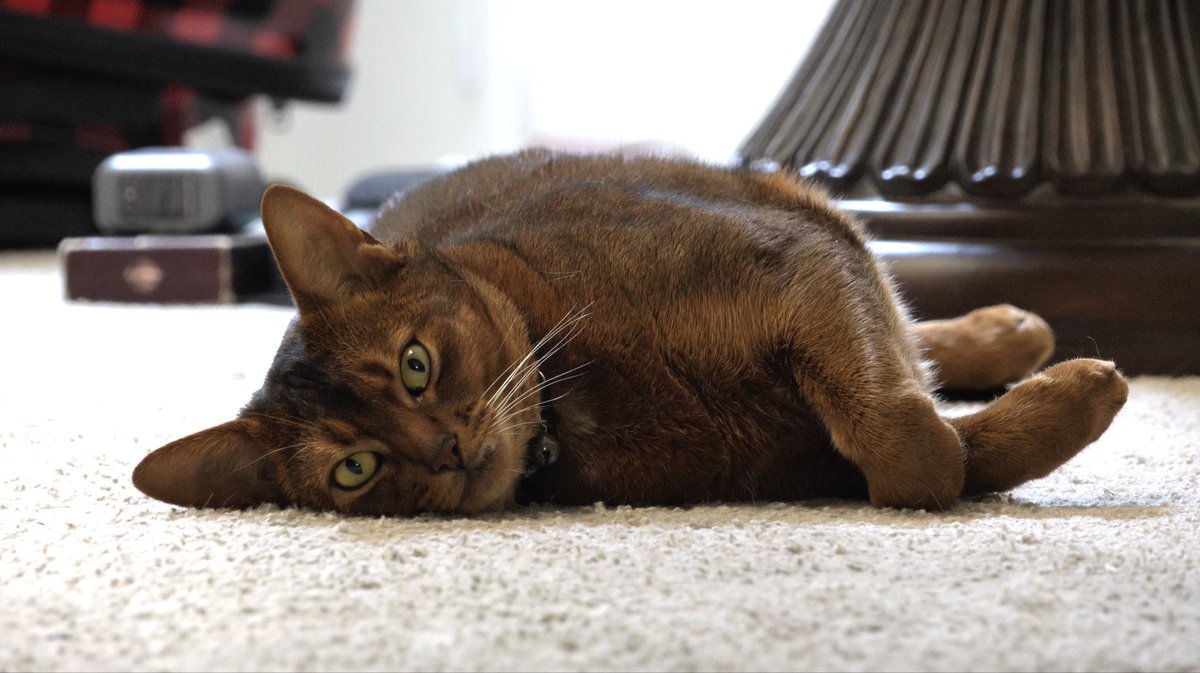 <a href="/LeoTheBengal/">Leo loves Pi #TeamFrank Archie</a> No, AI can never recreate the beauty of a bengal, Somali or Aby :)