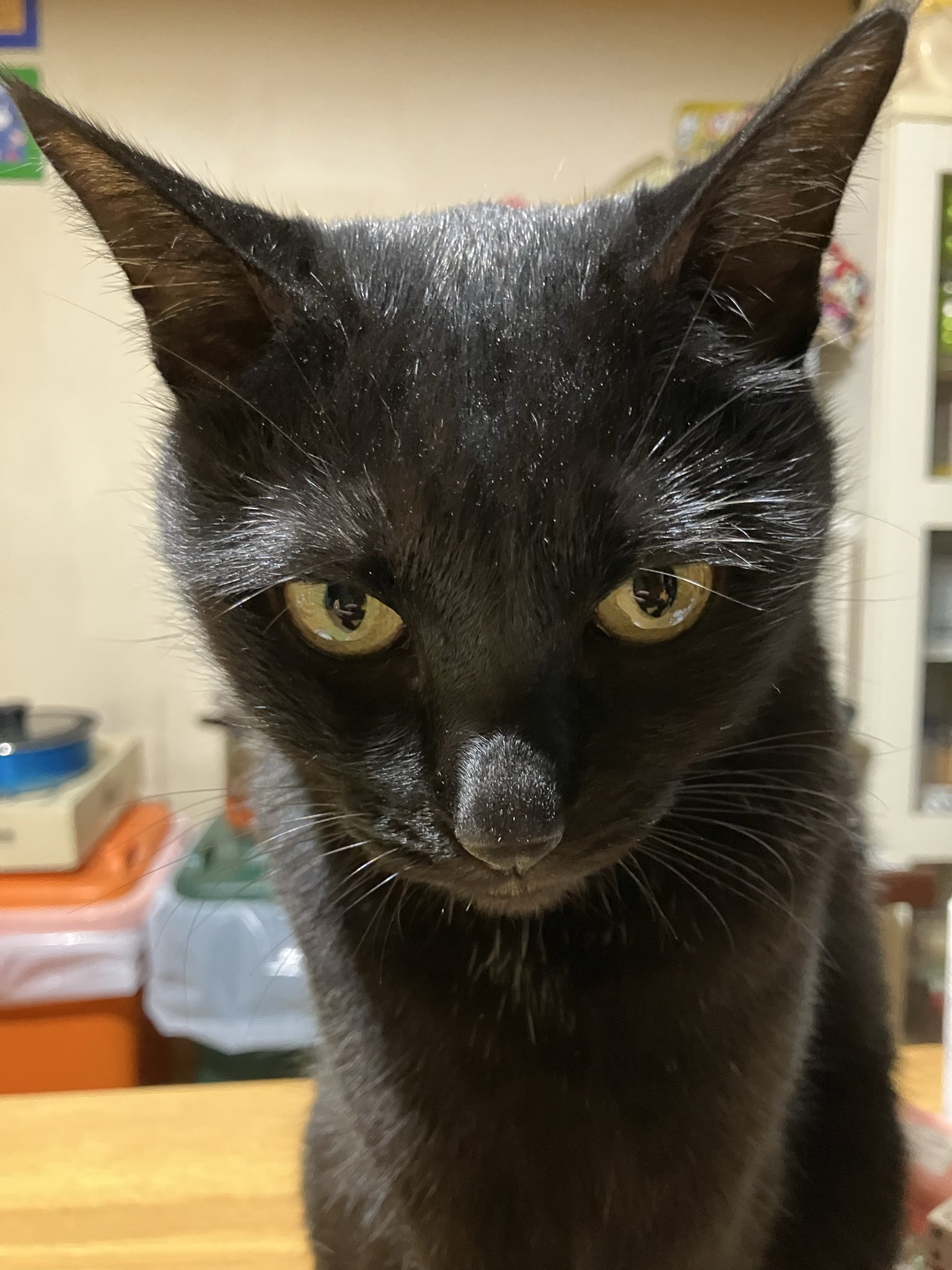 なぁーな様 4na - hazama / Shun Ueno - YouTube