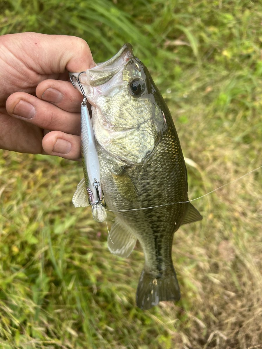 tbakss4178419's tweet photo. 今日は夕方だけ2時間コース✨サンマルくんあるなしを3本水揚げ🎣✨
#阿修羅
#X75
#サカマタシャッド https://t.co/8todl2YgBp