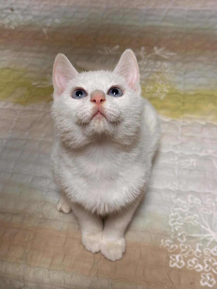 name_bamppang's tweet image. 밤빵이가 쉬할때 얼굴 들이밀어서
계획에 없던 목욕을 하게 된 머랭이…
지지했지만 뽀송해졌어요🫧🫧🫧🫧🛁

#가족찾는머랭이