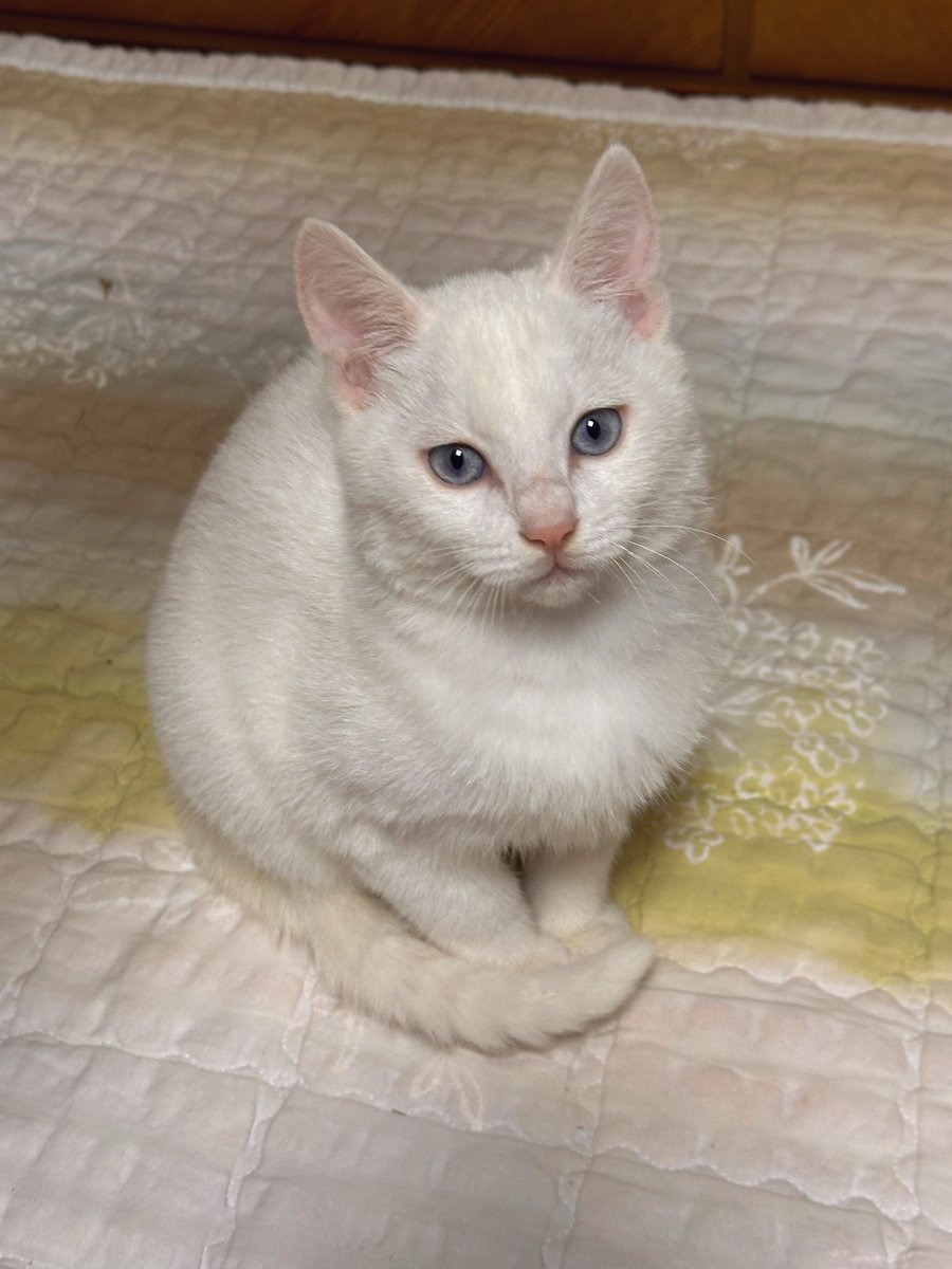 name_bamppang's tweet image. 밤빵이가 쉬할때 얼굴 들이밀어서
계획에 없던 목욕을 하게 된 머랭이…
지지했지만 뽀송해졌어요🫧🫧🫧🫧🛁

#가족찾는머랭이