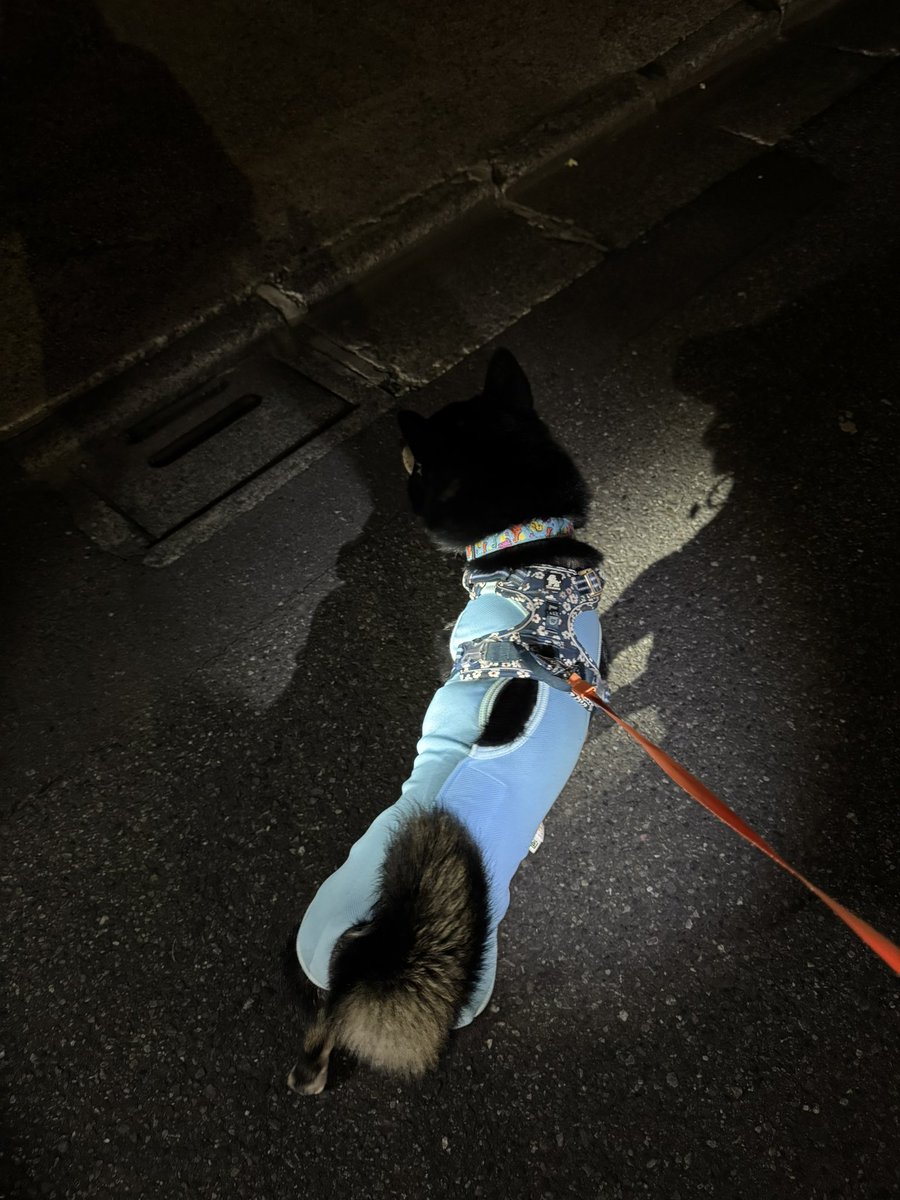 otake621's tweet photo. 1歳を目前に玉無もずくに改姓しました🐶
今後ともよろしくお願いします🥺 https://t.co/vL3jcdnVNZ