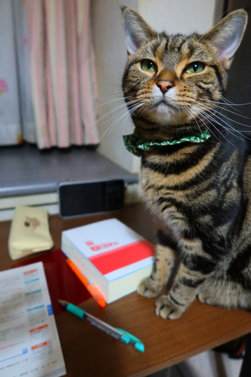 試験勉強の見張り番だニャ！😸
ご褒美におやつ頂くにゃん
#にゃんすたぐらむ