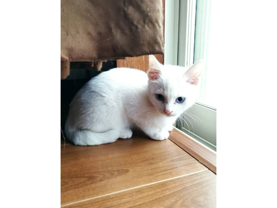 真っ白ブルーアイの女の子
静岡県 ♀ 生後2ヶ月 の"スノー"ちゃんです。
 #猫の里親募集 #静岡県
詳細：neko-jirushi.com/foster/231497/
写真：