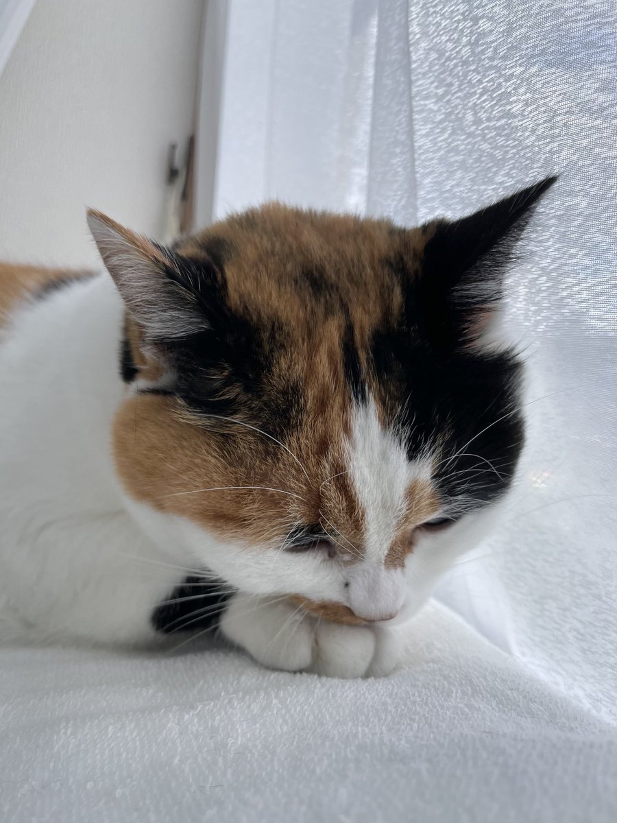 にゃんころもち (@sakura_nyancolo) / Posts / X