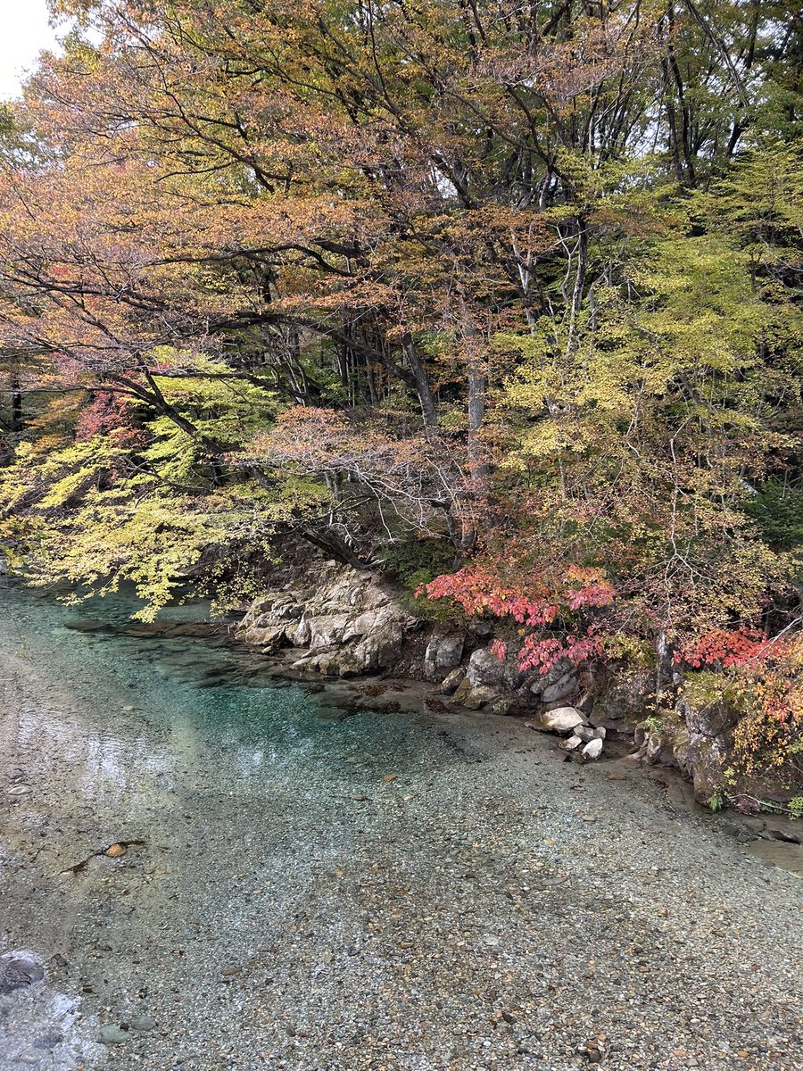 ＼那須塩原市内の紅葉情報🍁／

📍板室•木の俣渓谷

透明度抜群のコバルトブルーの清流。夏場の避暑地として人気ですが秋の紅葉シーズンもオススメです。澄んだ空気の癒しのスポット！

撮影日：2025.11.5

#木の俣渓谷　#木の俣ブルー　#板室温泉