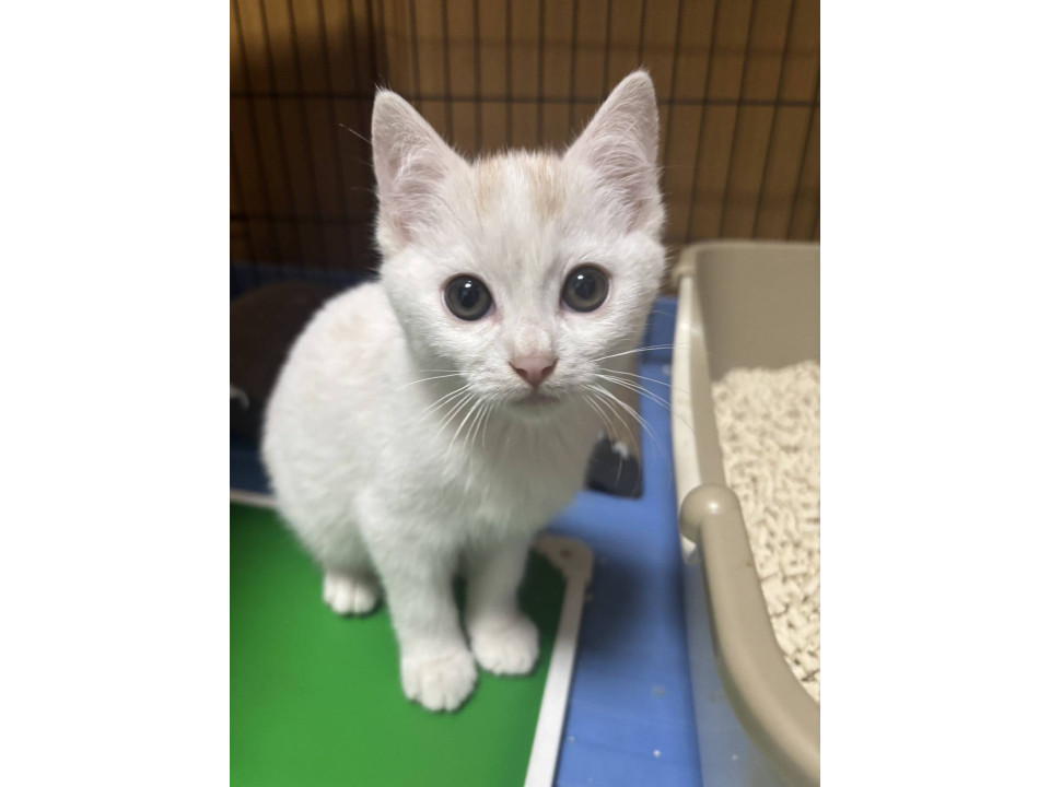 真っ白に薄っすら茶色の男の子
静岡県 ♂ 生後2ヶ月 の"ミルク"ちゃんです。
 #猫の里親募集 #静岡県
詳細：neko-jirushi.com/foster/231498/
写真：