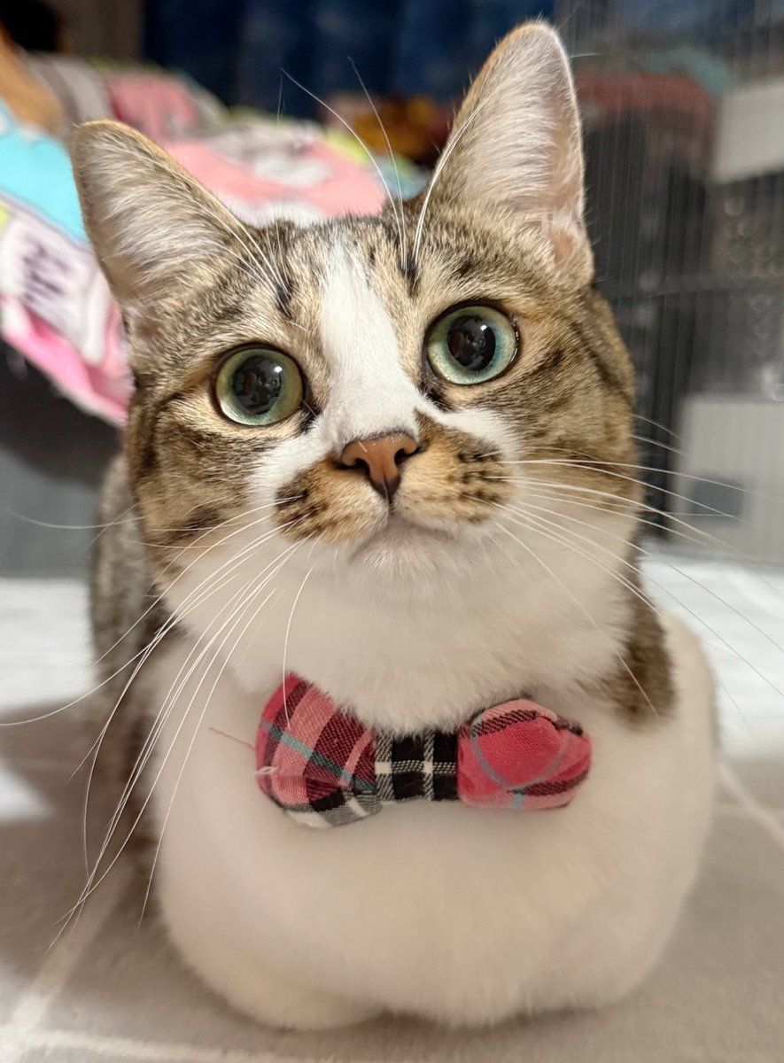 chujyo🌟11/16 Mode:Stylish4 東7C41ab (@_chujyo_) / Posts / X