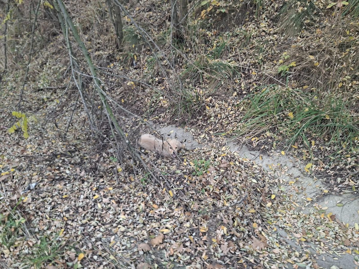 ‼️Namenspate gesucht‼️

Zum Sterben ausgesetzt: eine kleine Hündin, ca. 3 Monate alt… Sie ist jetzt bei uns, wird aufgepäppelt &amp; wünscht sich dann eine Familie ❤️ Sie hat sich einen Namen verdient: mag sie jemand gegen die einmalige Spende taufen? 🫶🏼

DANKE❤️‍🩹