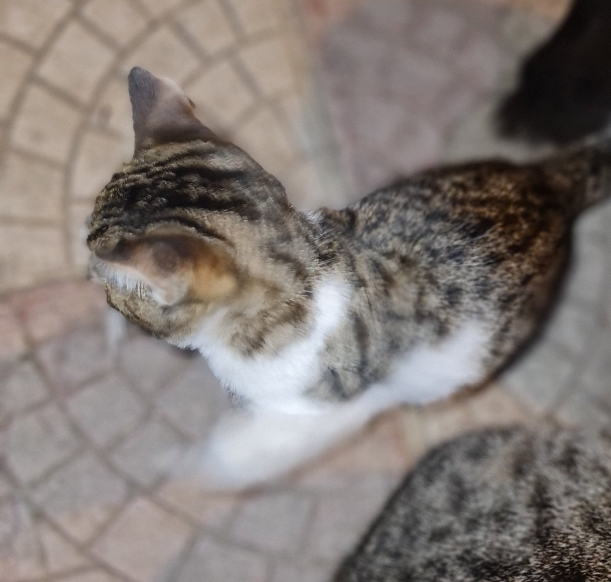 The little baby barn kitten .......  I have name her SMUDGE