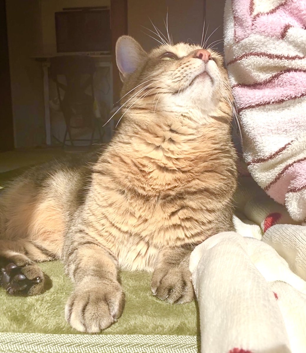 猫ッチョファミリー (@nekosta777) / Posts / X