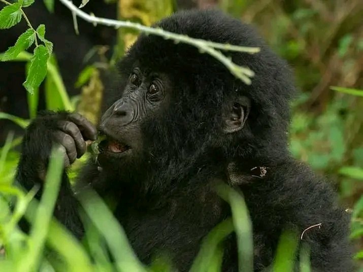 Step into the heart of the jungle and meet Uganda’s mountain gorillas
Visit Bwindi impenetrable National Park where  nature feels alive. 🇺🇬🦍🌿

Book a safari today with <a href="/LenaTours_/">LENA TOURS 🦍</a>
#ExploreUganda