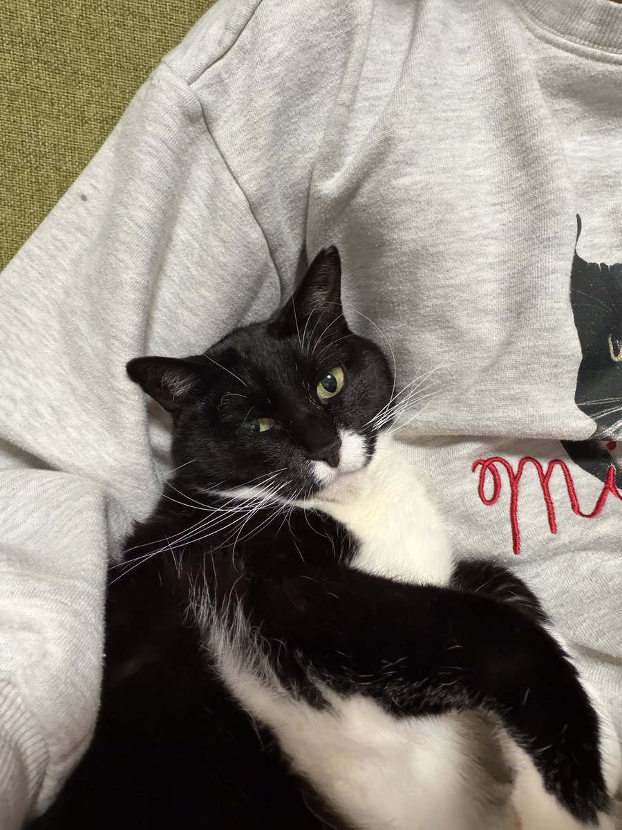 4匹の楽しいおうち on X