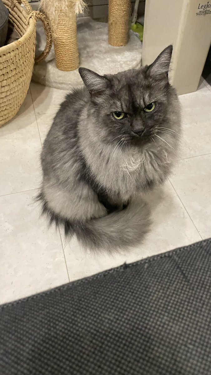 ねこ スウェーデンのまねくねこ