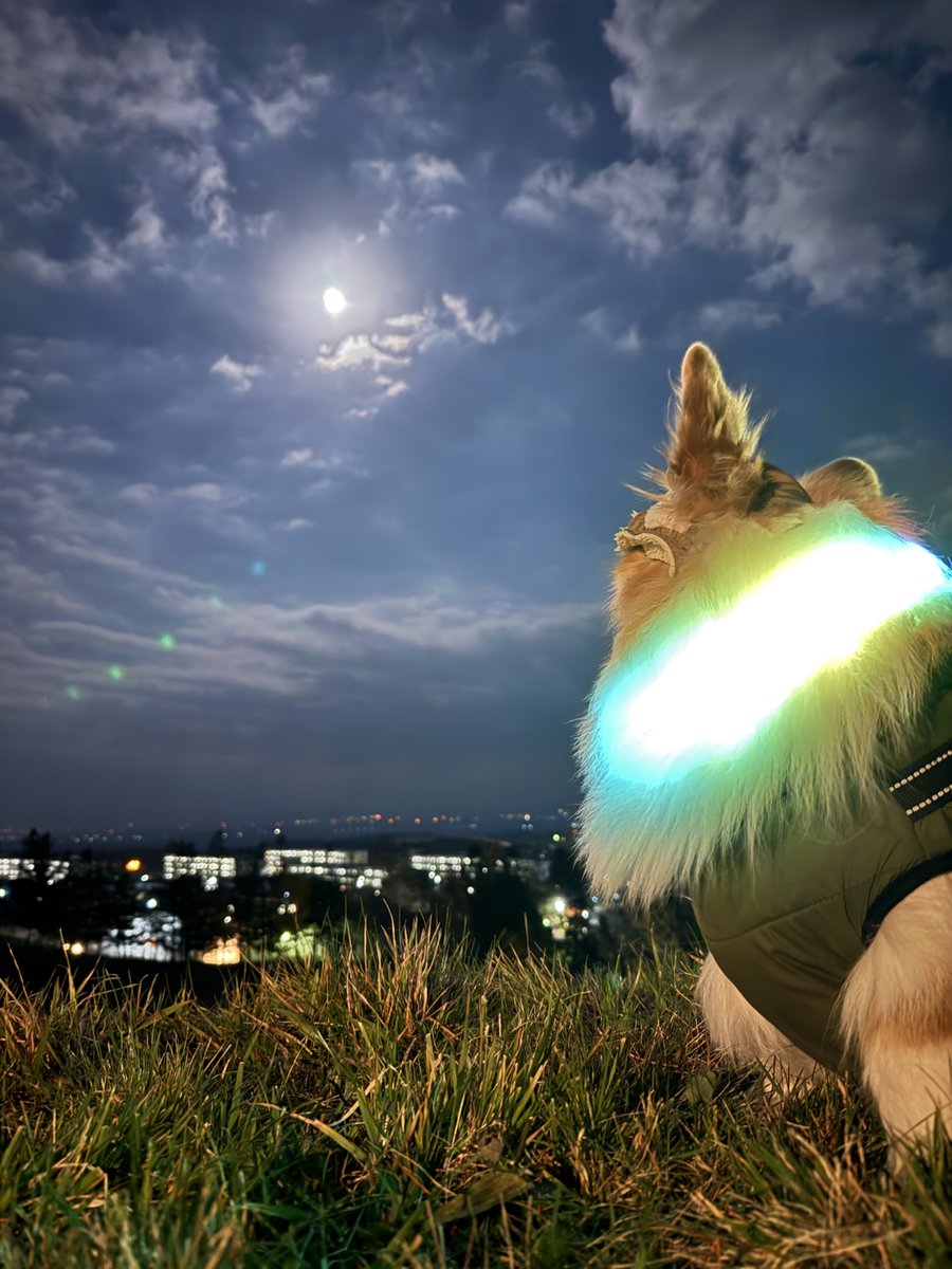 mocosuke1106's tweet image. 11月5日はスーパームーンでござる

#コーギー #corgi